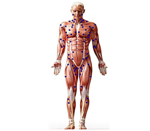 Full body anterior trigger point map with muscle anatomy - comprehensive guide for KNUKLBALL trigger point therapy and pain relief