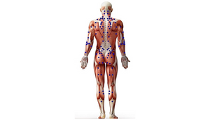 Posterior trigger point map showing back body muscle locations for pain relief - guide for KNUKLBALL massage therapy techniques